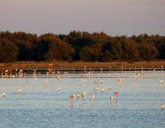 Flamencos en las marismas de la provincia de Huelva