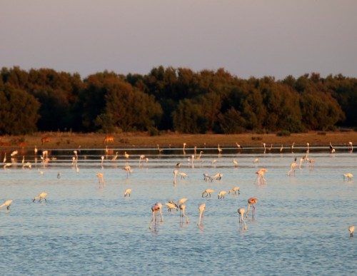 Flamencos en las marismas de la provincia de Huelva